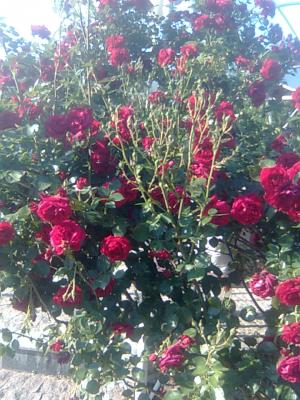 Прикрепленное изображение: Фото0407.jpg